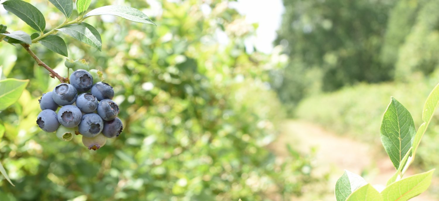 Heidelbeeren aus dem Ahlenmoor